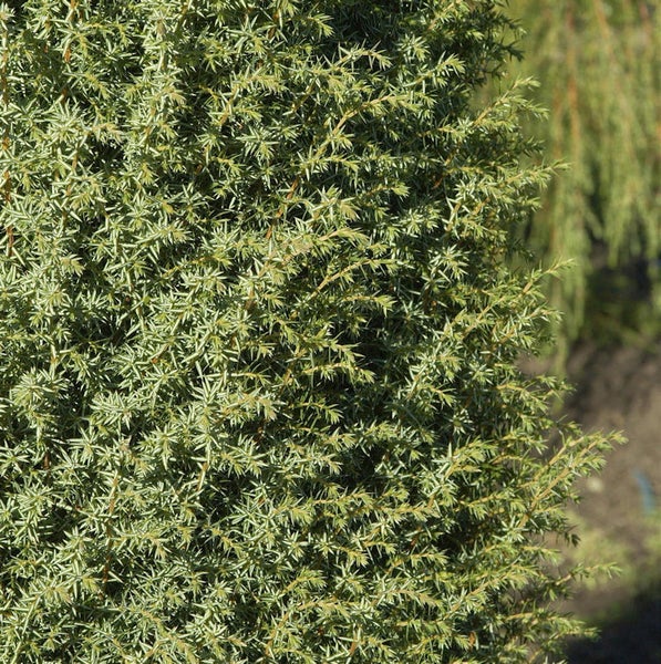 Nahaufnahme eines Wacholders