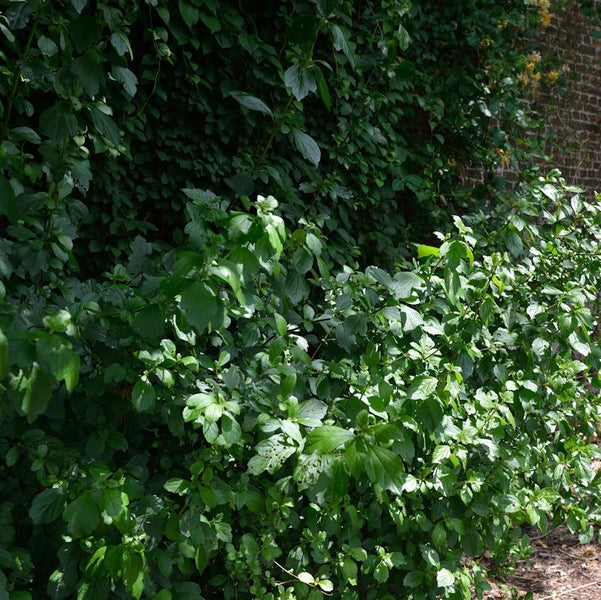 Dichte grüne Hecke im Garten