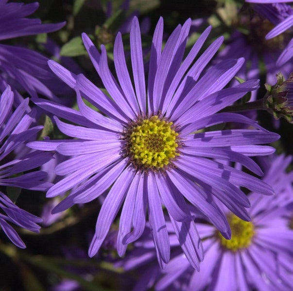 Nahaufnahme einer lila Aster mit gelber Mitte
