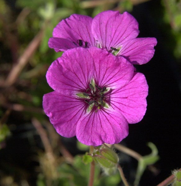 Nahaufnahme einer blühenden Storchschnabel Pflanze