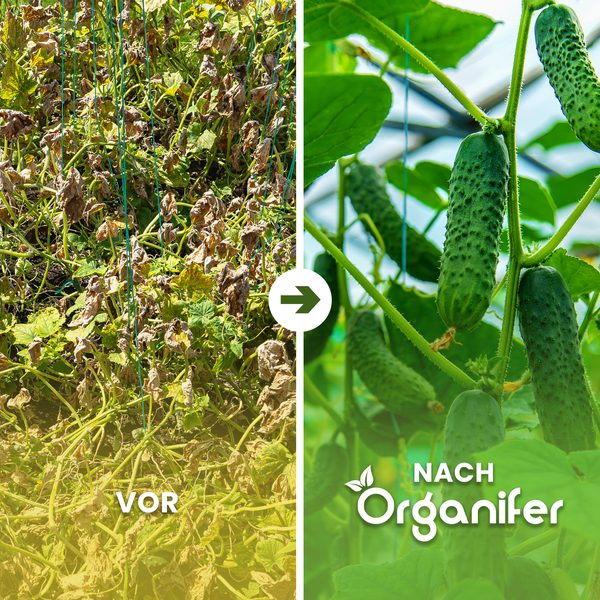 Vorher-Nachher-Vergleich von Gurkenpflanzen nach der Behandlung mit Organifer