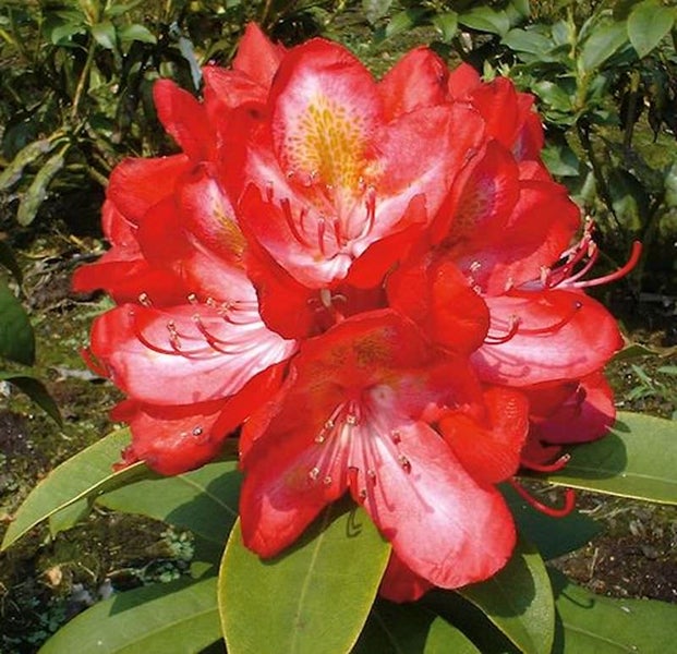 Blütenstand einer Rhododendron Pflanze