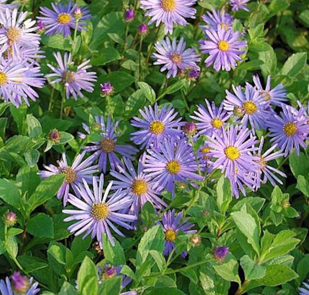 Nahaufnahme von lila Raublattastern im Garten.