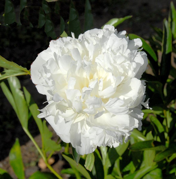 Nahaufnahme einer einzelnen weißen Pfingstrose mit Blättern