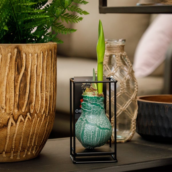 Bloomique – Amaryllis-Zwiebel aus grünem Wachs mit Metallständer – Industrieschwarz – Blumenzwiebel – keine Wasserblumen – Weihnachtsdekoration – 15–25 cm hoch bei Lieferung – wächst auf 30–50 cm – 10 cm Durchmesser