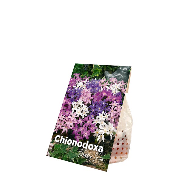 Bloomique - Mischung aus 50 - Chionodoxa Forbesii - große Schneeblume - blau, weiß, lila - Blumenzwiebeln - Frühlingsblüte - mehrjährige Pflanzen - wird 10-15 cm groß