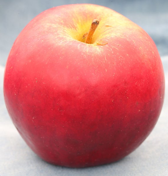 Roter Apfel