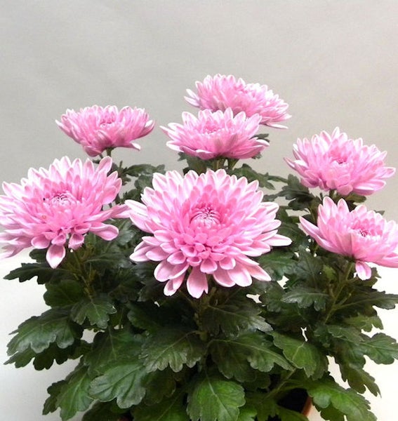 Topf mit rosa Chrysanthemenblüten und grünen Blättern