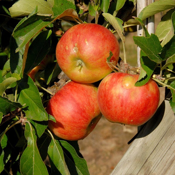 Drei reife Äpfel am Baum mit Blättern