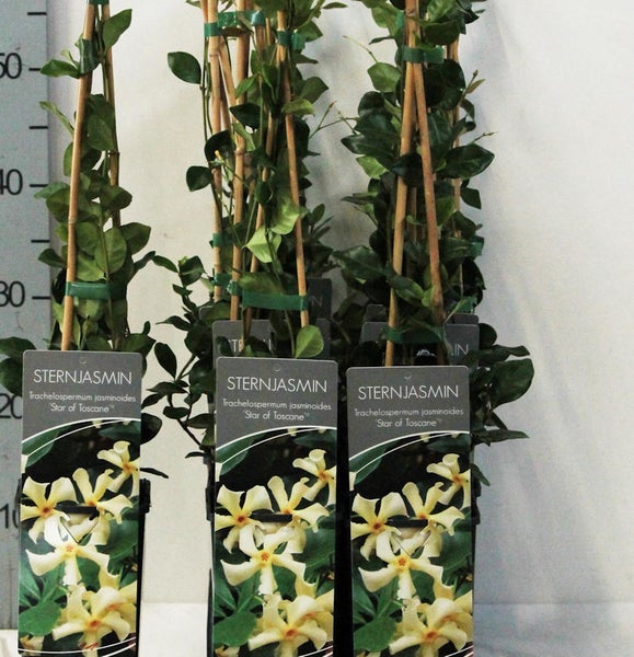 Sternjasmin Pflanzen mit Rankhilfe