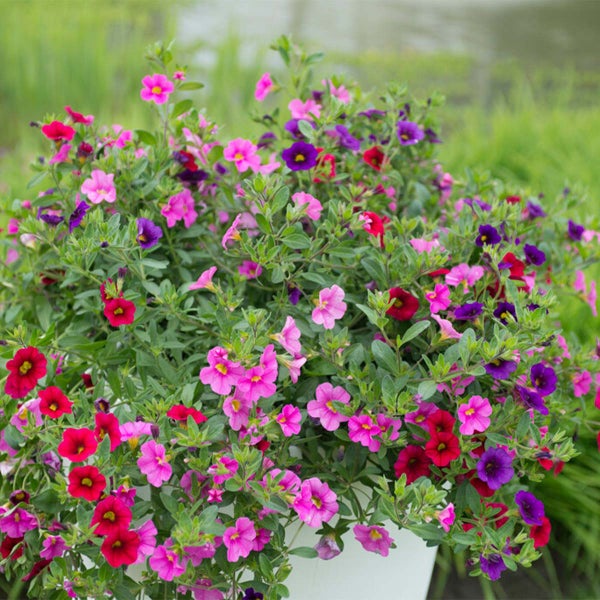 Bloomique - 6er-Mix - Calibrachoa - Kleinstblütige Petunien - Farb-Mix - Beetpflanzen - Gartenpflanzen - 15-20 cm Hoch - Topf 10,5 cm