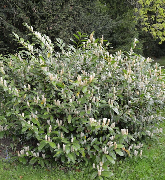 Blühender Kirschlorbeerstrauch im Garten