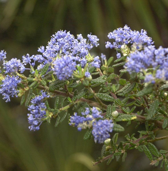 Blütenstand einer Säckelblume