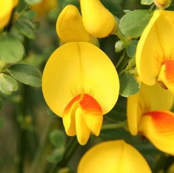 Gelbe Blüte der Strauchkronwicke mit grünen Blättern