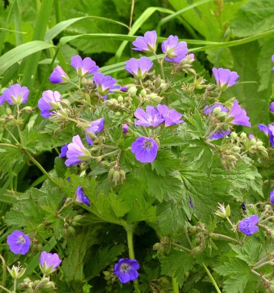 Blühende Storchschnabelpflanze im Garten