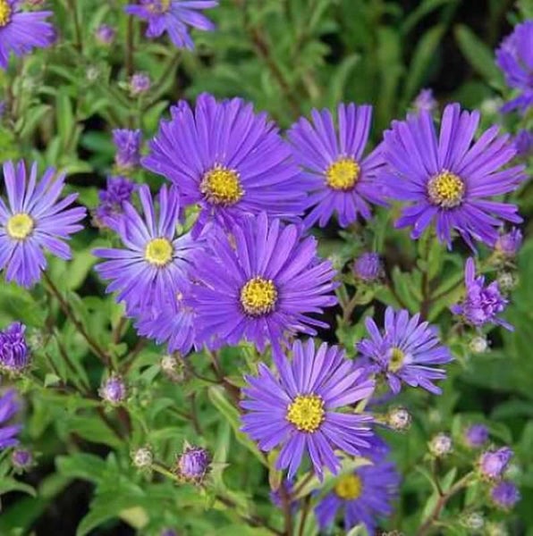 Herbstastern mit violetten Blütenblättern und gelben Blütenkörben