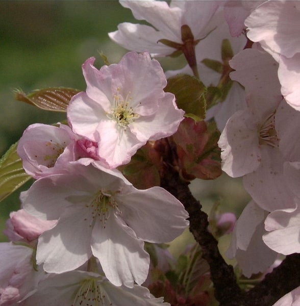 Nahaufnahme von Kirschblüten am Zweig
