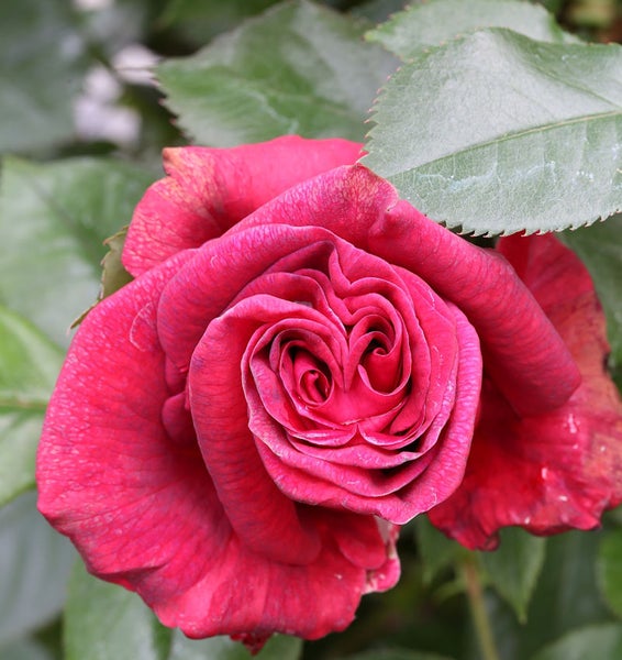 Nahaufnahme einer roten Rosenblüte mit grünen Blättern