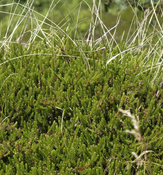 Detailaufnahme einer Besenheide Pflanze im Garten