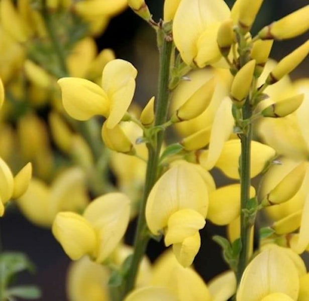Ginsterpflanze mit gelben Blüten