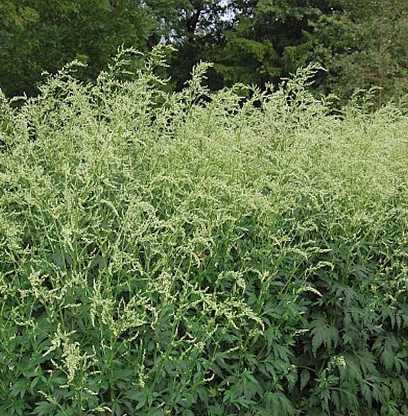 Blühende Ambrosia Pflanzen im Garten