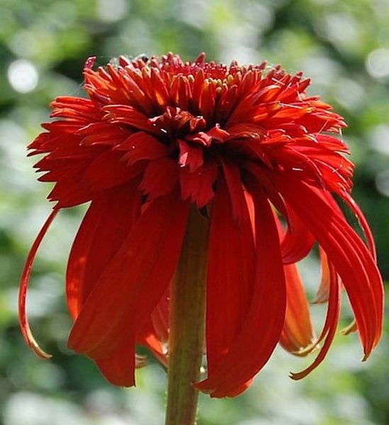 Nahaufnahme einer einzelnen roten Sonnenblume