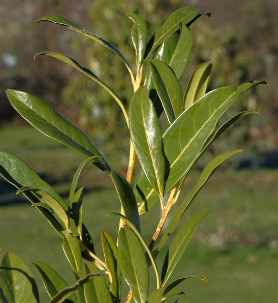 Lorbeerpflanze mit grünen Blättern