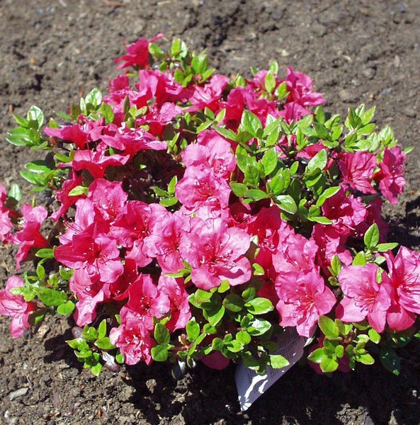 Azalee mit pinkfarbenen Blüten und grünen Blättern in Gartenerde.