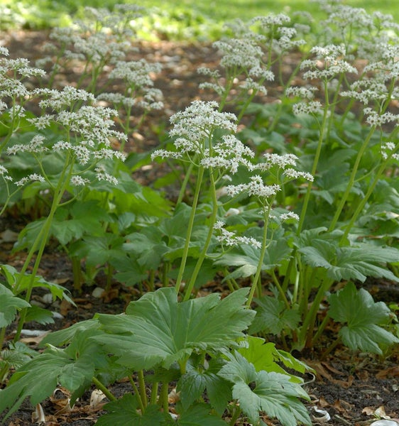 Bestandteil von Schildblattpflanzen mit weißen Blüten