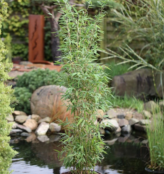 Bambuspflanze im Garten mit Teich und Steinen