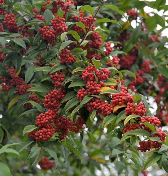 Zweig einer Eberesche mit roten Beeren und grünen Blättern