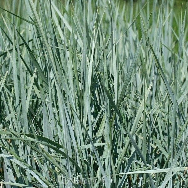 Detailaufnahme von Blauschwingel-Gras