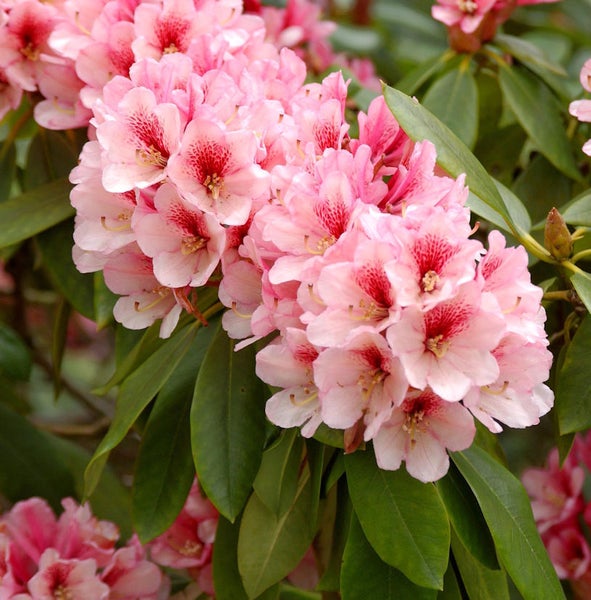 Blütenstand einer Rhododendron Pflanze