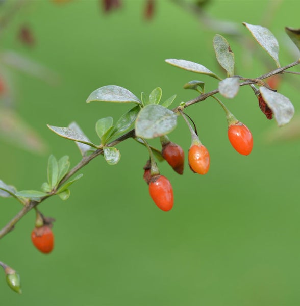 Zweig mit Goji-Beeren und Blättern