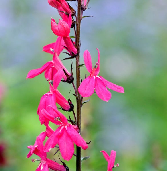 Aufnahme einer stehenden Lobelie mit pinkfarbenen Blüten.