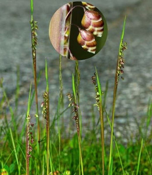 Nahaufnahme von Zittergras im Garten