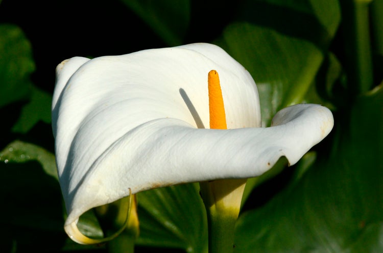 Weißer Aronstab | Zantedeschia 'Aethiopica' 6x - Teichpflanze im Gartentopf ⌀9 cm - ↕15 cm