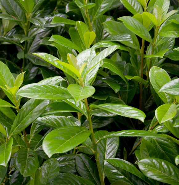 Nahaufnahme einer Kirschlorbeerhecke mit dichten, grünen Blättern.