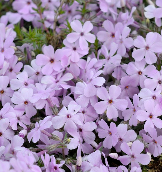 Nahaufnahme von blasslila Blaukissen-Blüten