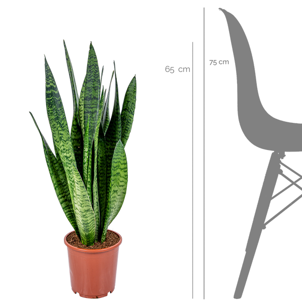 Bloomique - 2er Set - Sansevieria Zeylanica - Bogenhanf - Sukkulenten - Zimmerpflanzen - Sehr Pflegeleicht - Höhe 60-70 cm - Topf 17 cm