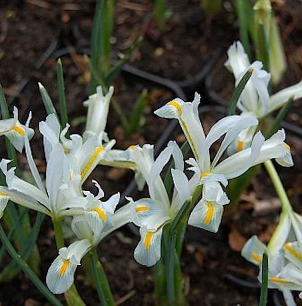 Nahaufnahme von weißen Zwerg-Iris Pflanzen mit gelben Akzenten.