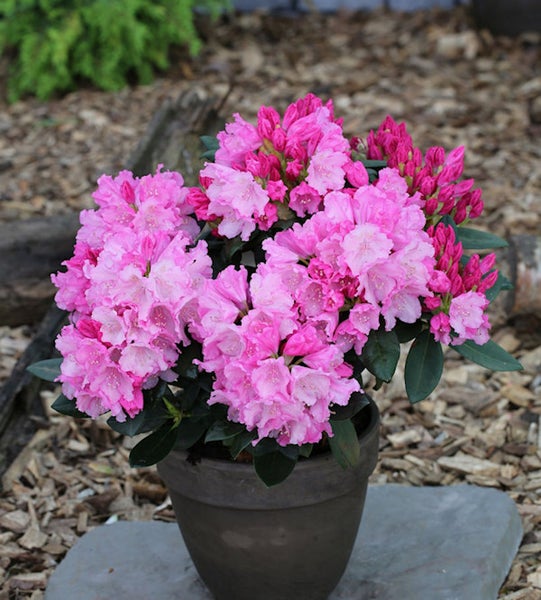 Rosa Rhododendron im Topf