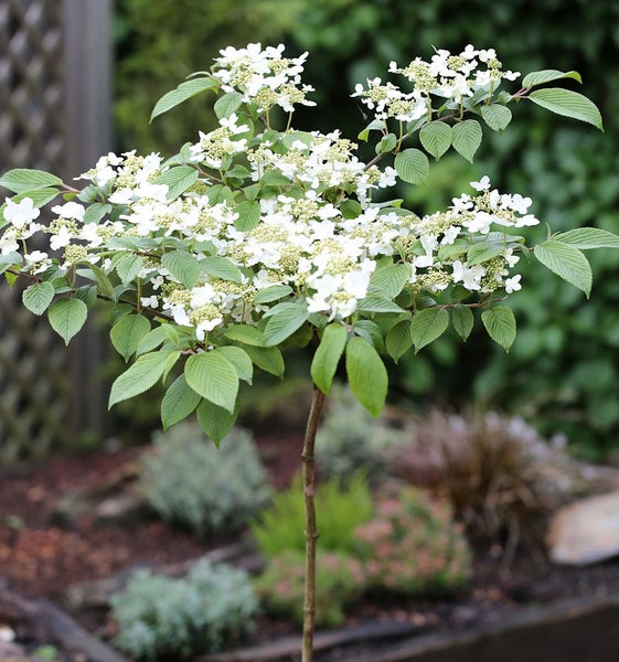 Blütenreicher Schneeballstrauch im Garten