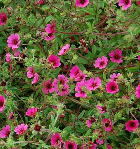 Blühende Purpurroter Fingerstrauch Pflanze im Detail.