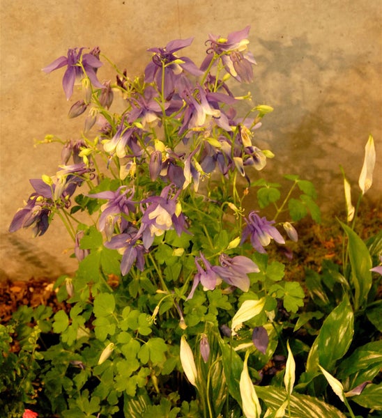 Akelei Pflanze mit grünen Blättern und lilafarbenen Blüten