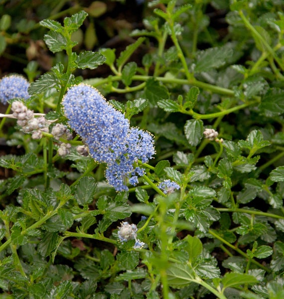 Blühende Säckelblume mit grünen Blättern im Garten.