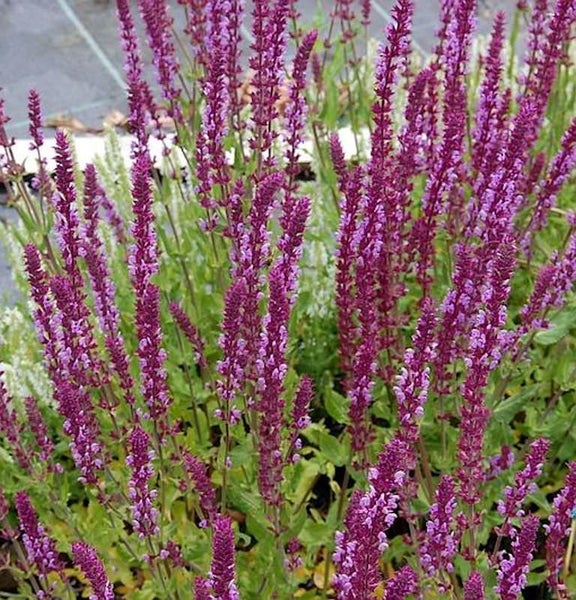 Salbei Pflanze mit violetten Blüten im Garten