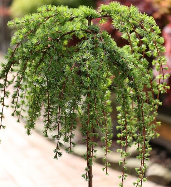 Hängende Lärche im Detail