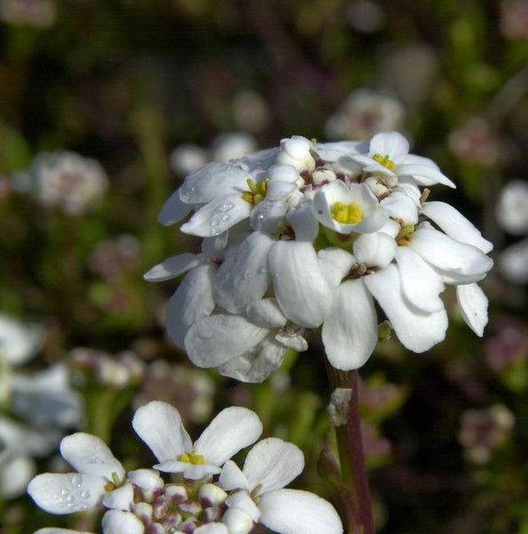 Schleifenblume mit weißen Blütenblättern