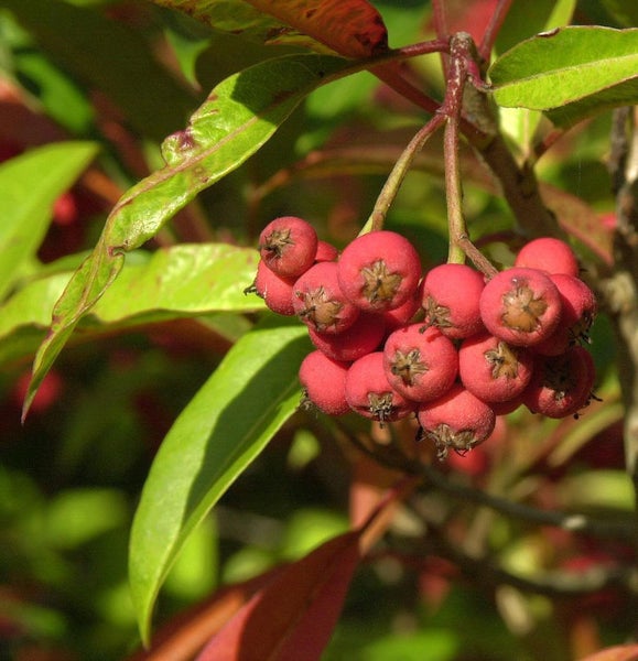 Nahaufnahme von Zwergmispel-Früchten mit Blättern
